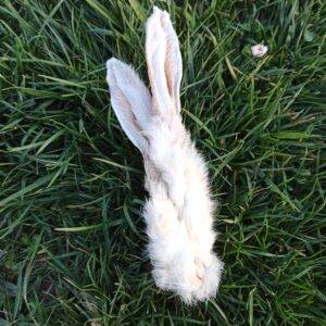 Oreille de lapin avec poils (100g)