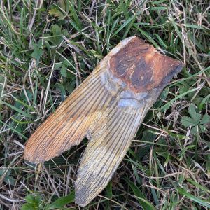 Queues de carpe (100g)