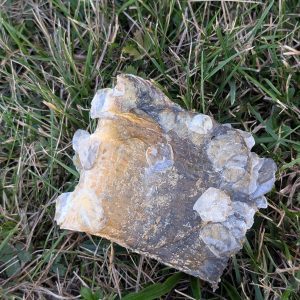 Peaux de carpe (100g)