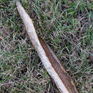 Peaux de truite avec de la chair (100g)